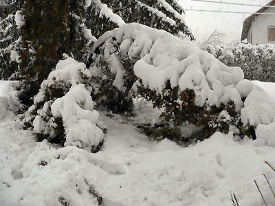 maerzschnee4.jpg